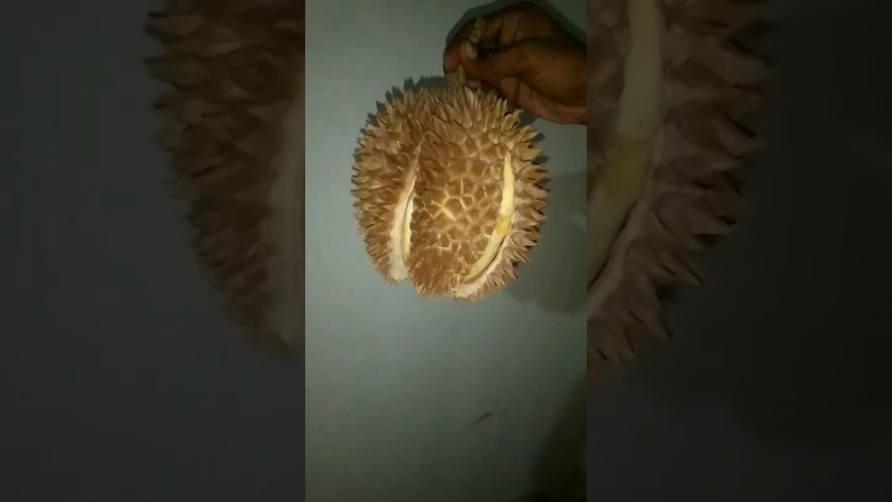 Discovering the Best Durian Fruit Sorts: A Complete Guide 🍇🍍