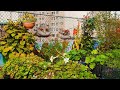 Home Gardening Tips | Muzaffar Ali