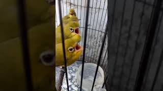 anakan burung pleci lokal pacitan