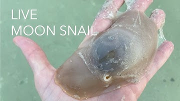 What does a live moon snail look like? Let