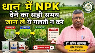 धान  में NPK देने का सही समय जान लें ये गलती न करे