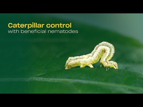Video: Kaj je žuželka Capsid: Nasveti za nadzor nad kapsidnimi žuželkami na vrtu