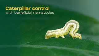 Effective caterpillar control in your greenhouse