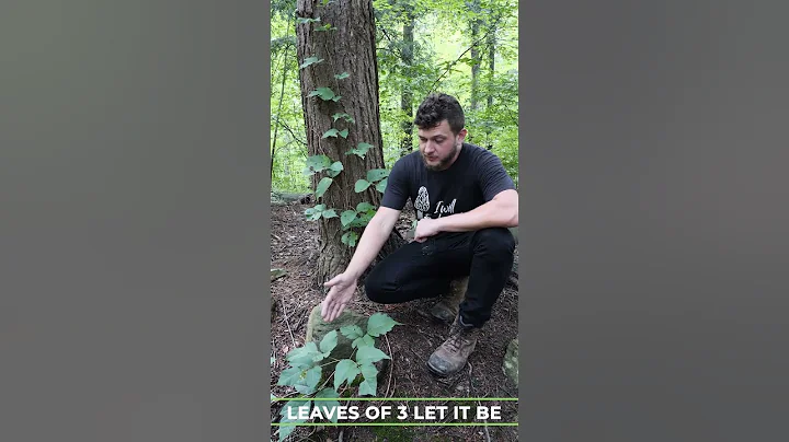 How To Identify Poison Ivy