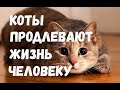 Коты Продлевают Жизнь Человеку