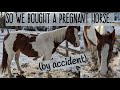 FINDING OUT MY HORSE IS PREGNANT & IS DUE IN 1 WEEK - Foal Prep Vlog