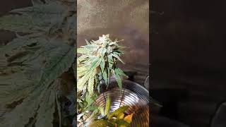 El chemi kiwi