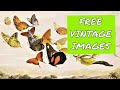 How to Find Free Public Domain Images