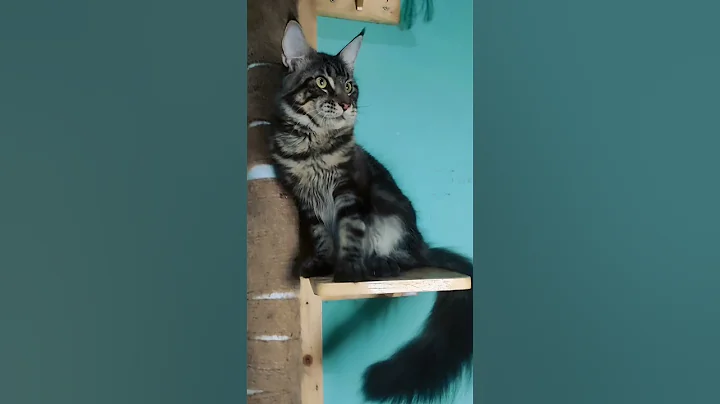 Video 5372741: mainecoon cats catlover, adopt mainecoon cat, male mainecoon cats