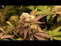 CANNABIS PLANTS GETTING CLOSE TO HARVEST!!