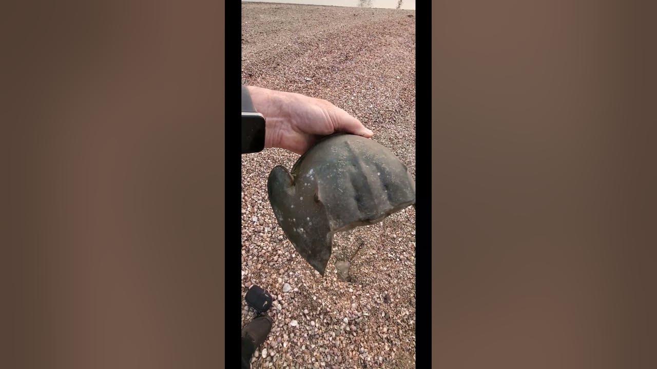 Chernobyl Horseshoe crab at Greenwich point. Old injury or birth defect