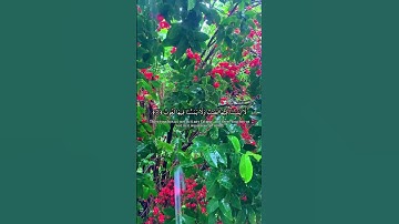 سورة فاطر الآية 34-36 | وقالوا الحمد لله الذي أذهب عنا الحزن