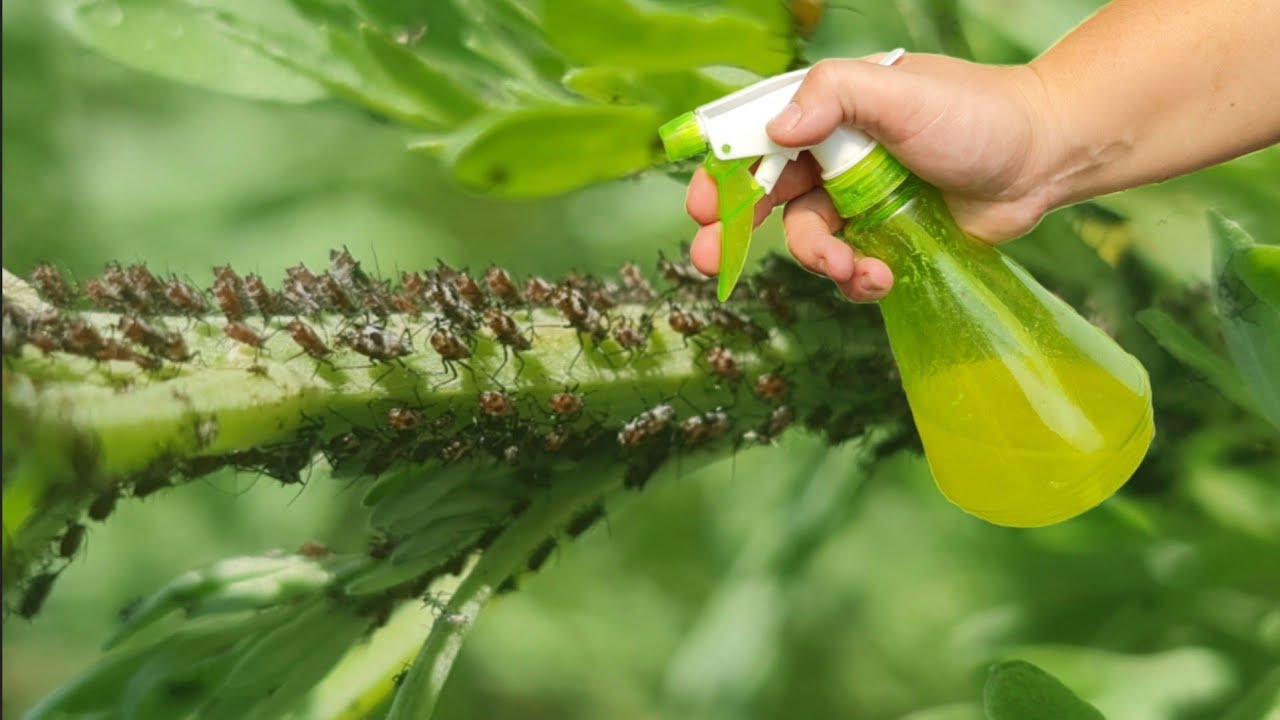 Тля исчезнет в одно мгновение с помощью этого натурального средства.Сделайте это сами,это натурально