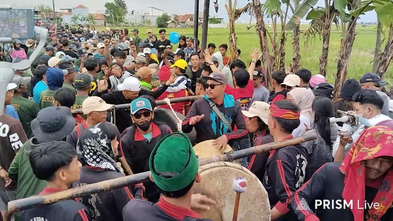 🔴LIVE CUTA MUDA HARI INI DI CIBULUKADU