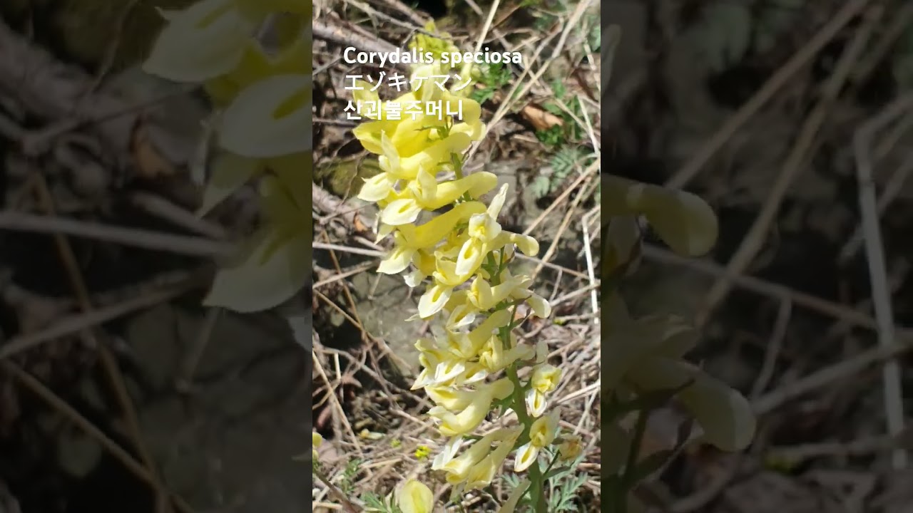 Corydalis speciosa 꽃말: 보물주머니"💕독성주의!💥蝦夷黄華鬘/산괴불주머니/エゾキケマン/Corydalis flowers  