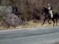 Booden booden singlefooting speed racking stallion