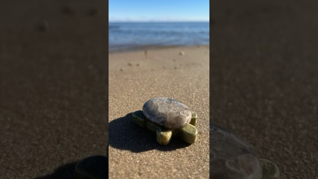 Where Turtles Come From YouTube