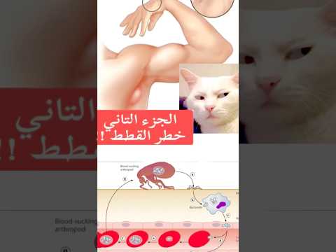 حتي لو مبتحبش القطط لازم تشوف الفيديو ده قط قطط كيوت خدش عض سعار 