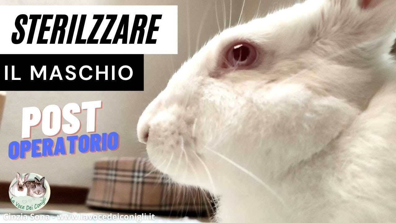 La sterilizzazione del coniglio MASCHIO