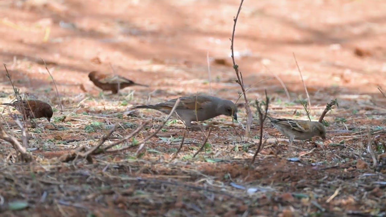 Parrot-billed Sparrow (Passer gongonensis) foraging - Samburu NR (Kenya) 9-9-2025