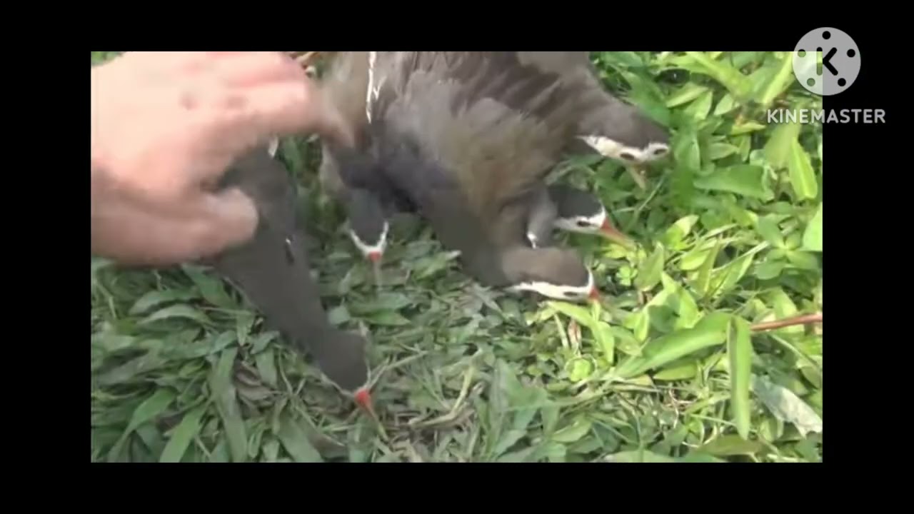 💥tiếng quốc ngực trắng đánh đêm chuẩn, file cạnh tranh bản đã tes ăn 🐦