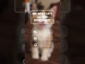 Only 1% of Cat Lovers Can Pass This Ultimate Quiz! 🐱