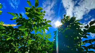 Fell The Song And Nature