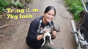 Vợ Chồng Miền Tây Bẫy Ếch Đồng Trúng Đậm 7kg the bronze frog trap in the west