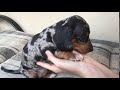 Very cute 6 week old dapple dachshund