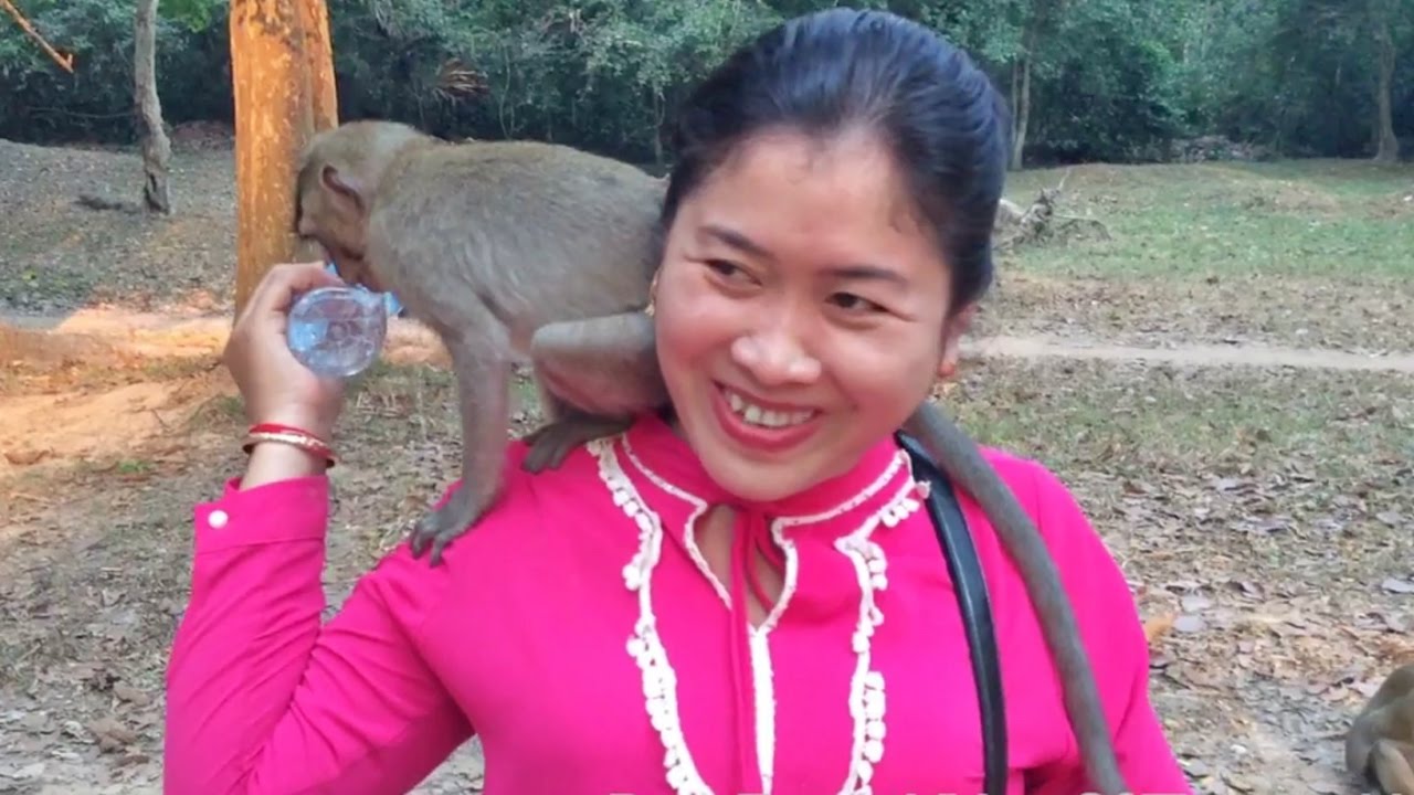 Funny monkeys - Funny monkey video clips 