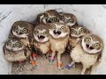 Funny owls and cute owls compilation 2016