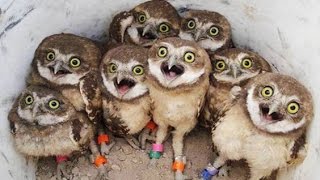 Funny Owls And Cute Owl Videos Compilation 2016