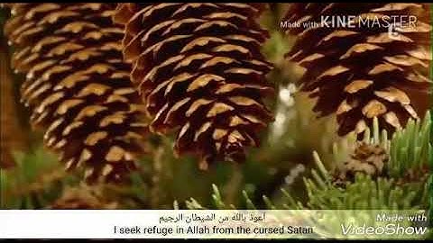 سورة الملك القارئ محمد حسن أميرة