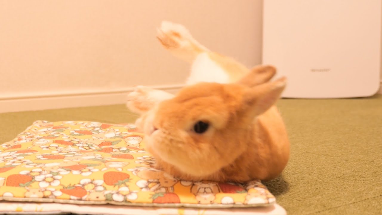 A rabbit was shocked to have its paw stepped on for the first time