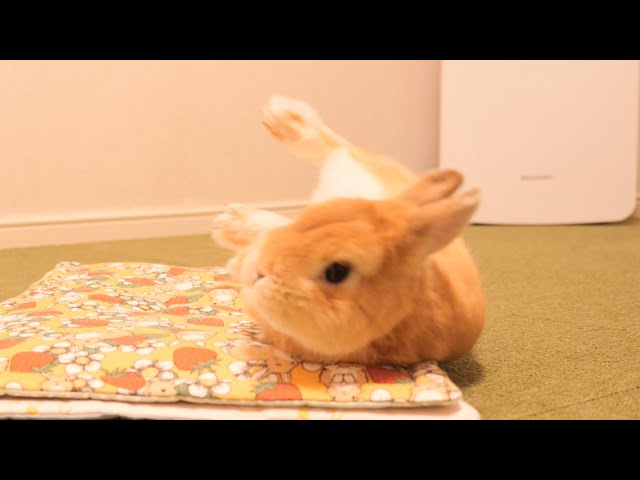 なんの変哲のないうさぎ ご褒美あると思って近づいたのに何もなくてテンションだだ下がり