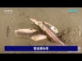 【焦點】中國第一大淡水湖鄱陽湖乾涸🎯大型魚類擱淺掙扎😰  | 台灣大紀元時報