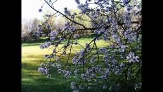 Kerim Gurbannepesov- Söygi Name