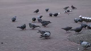 Pidgeon