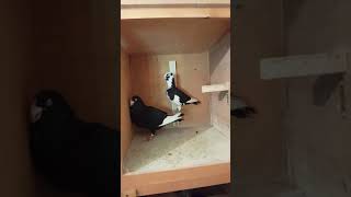 Adana Dewlap Pigeons