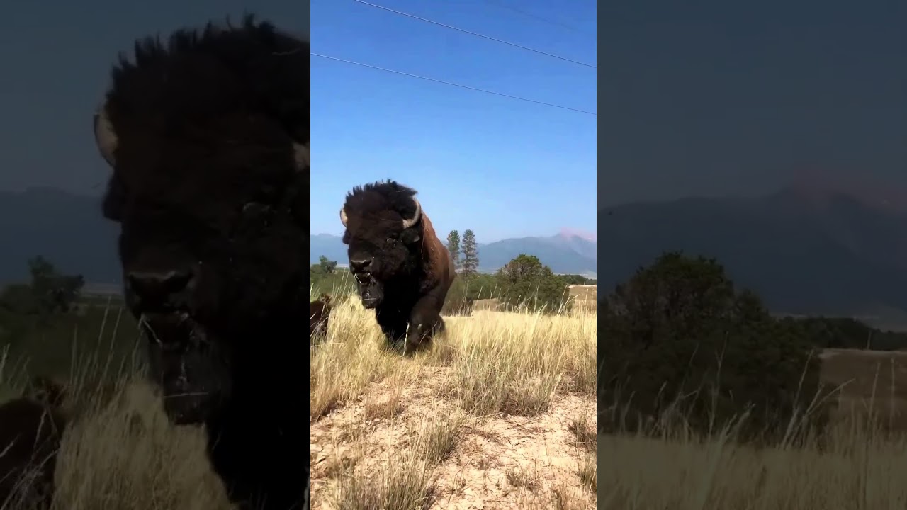 Когда бизоны звучат как рев африканских львов