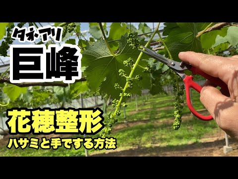 ぶどうの作業 巨峰の花穂整形を紹介 慣れれば手で簡単に出来ます Youtube ぶどうの作業 巨峰の花穂整形を紹介 慣れれば手で簡単に出来ます Youtube