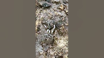 The process of catching the sea = good tools can increase efficiency