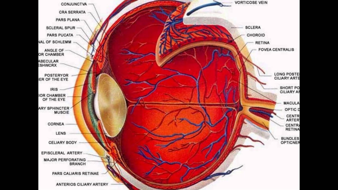 upload image The Eye Structure