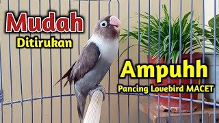 MUDAH DI TIRUKAN,!! SUARA BURUNG LOVEBIRD NGEKEK PANJANG INI AMPUH PANCING LOVEBIRD MACET JADI BUNYI