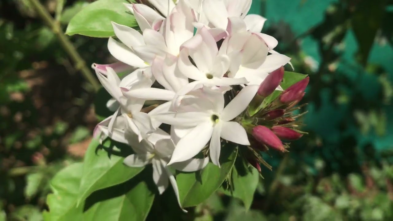 കുരുകുത്തി മുല്ല