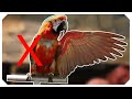 This Macaw Only Has ONE WING 😢