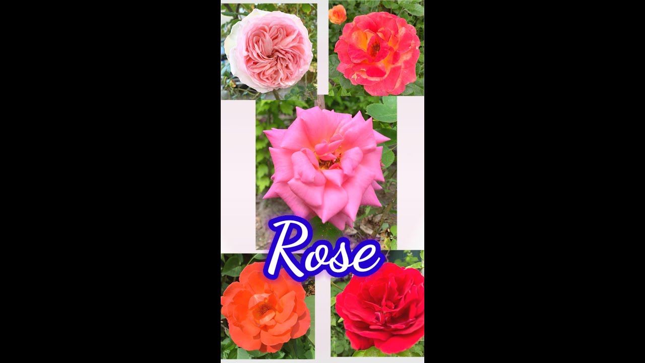 Rose flowers ⚘ดอกกุหลาบ ดอกเดียว ดอกใหญ่, ดอกไม้เมืองหนาว #Shorts