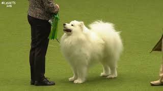 Best of Breed, Pastoral Group|SAMOYED|(2017-2022) by Dogs Dogs and More Dogs 131 views 5 months ago 3 minutes, 30 seconds