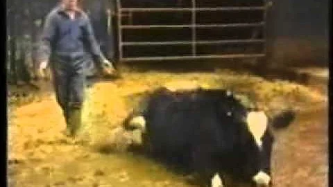 ¿Se puede contraer el mal de las vacas locas a través de la leche?