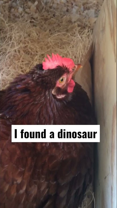 This chicken has velociraptor rements